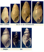 Odostomia nitens