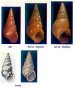 Odostomia conspicua