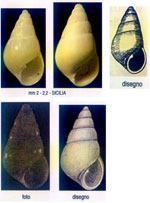 Odostomia sicula