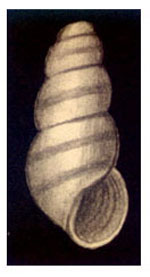 Odostmia sp.